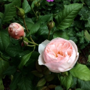 June rose