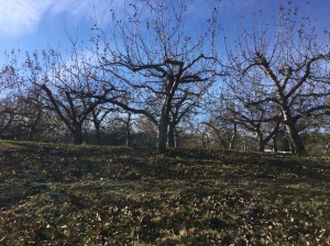 Apple Orchard in November